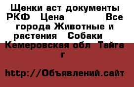 Щенки аст документы РКФ › Цена ­ 15 000 - Все города Животные и растения » Собаки   . Кемеровская обл.,Тайга г.